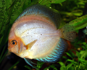 discus salmon pink 032